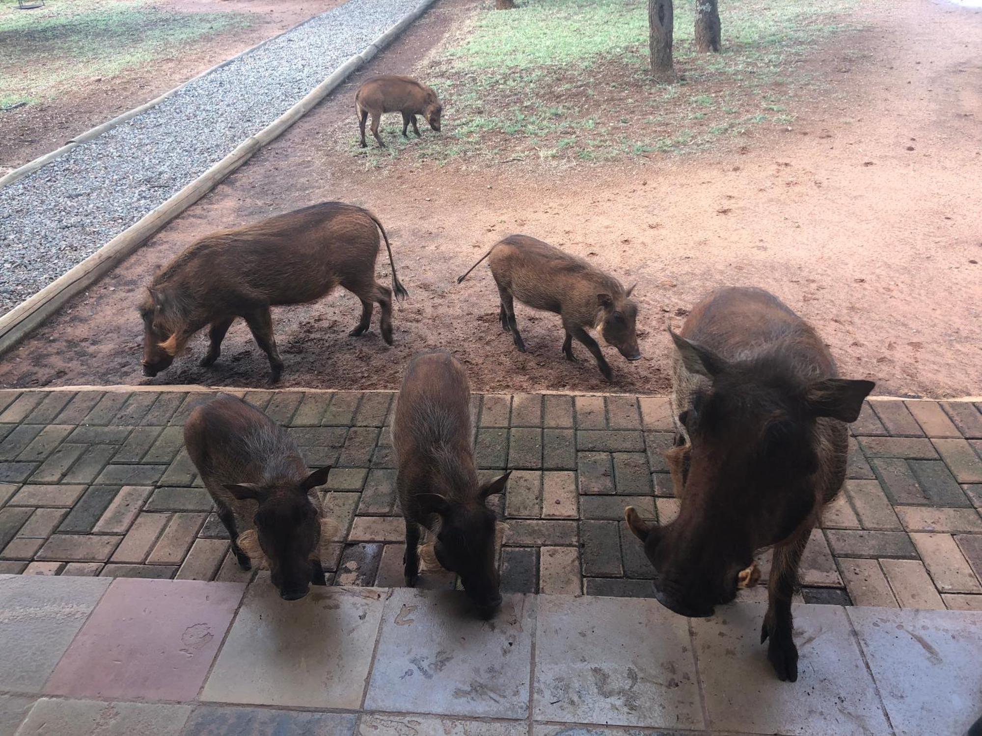 Makhato Bush Lodge 111 Bela-Bela Zewnętrze zdjęcie